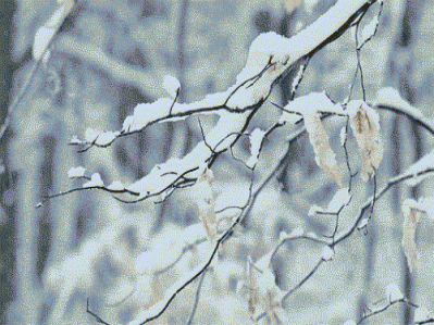 大雪 | 等一场雪来，沐一场冬浴